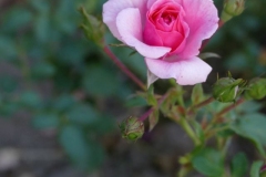 2019-07-03, Knospe