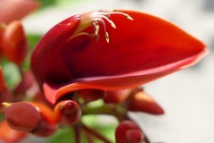 2020-07-12, Botanischer Garten, Bonn