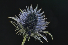 2020-10-10, Distel und Blitz