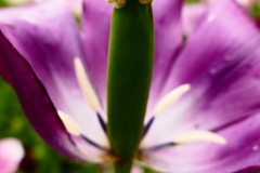 2021-05-16, Rheingärtchen