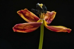 2022-04-17 Verblüht