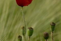 2022-06-09 Sommerabend