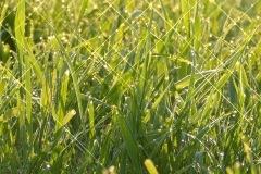 2023-04_27-Morgentau