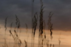 2023-07-08-Sommerabend