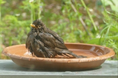 2020-06-09 Vogeltränke