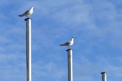 2020-12-13, Möwen, Alter Rheinhafen