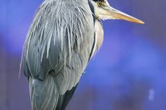 2024-06-14-Aquazoo