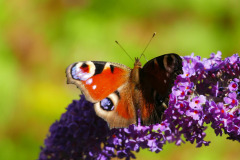 2024-07-12-Schmetterlingsflieder